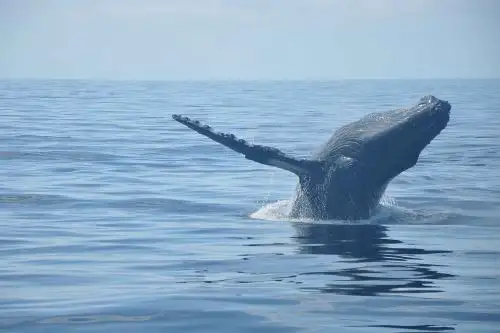 Avistamiento de ballenas en Tumbes. ANDINA/Difusión