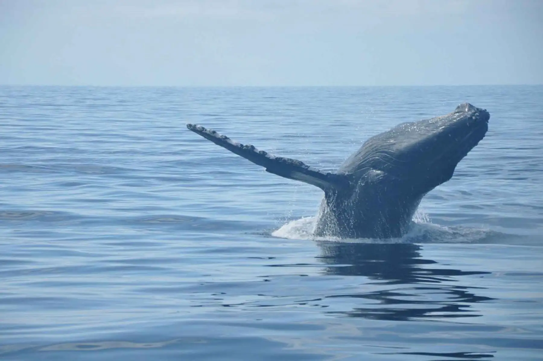 Avistamiento de ballenas en Tumbes. ANDINA/Difusión