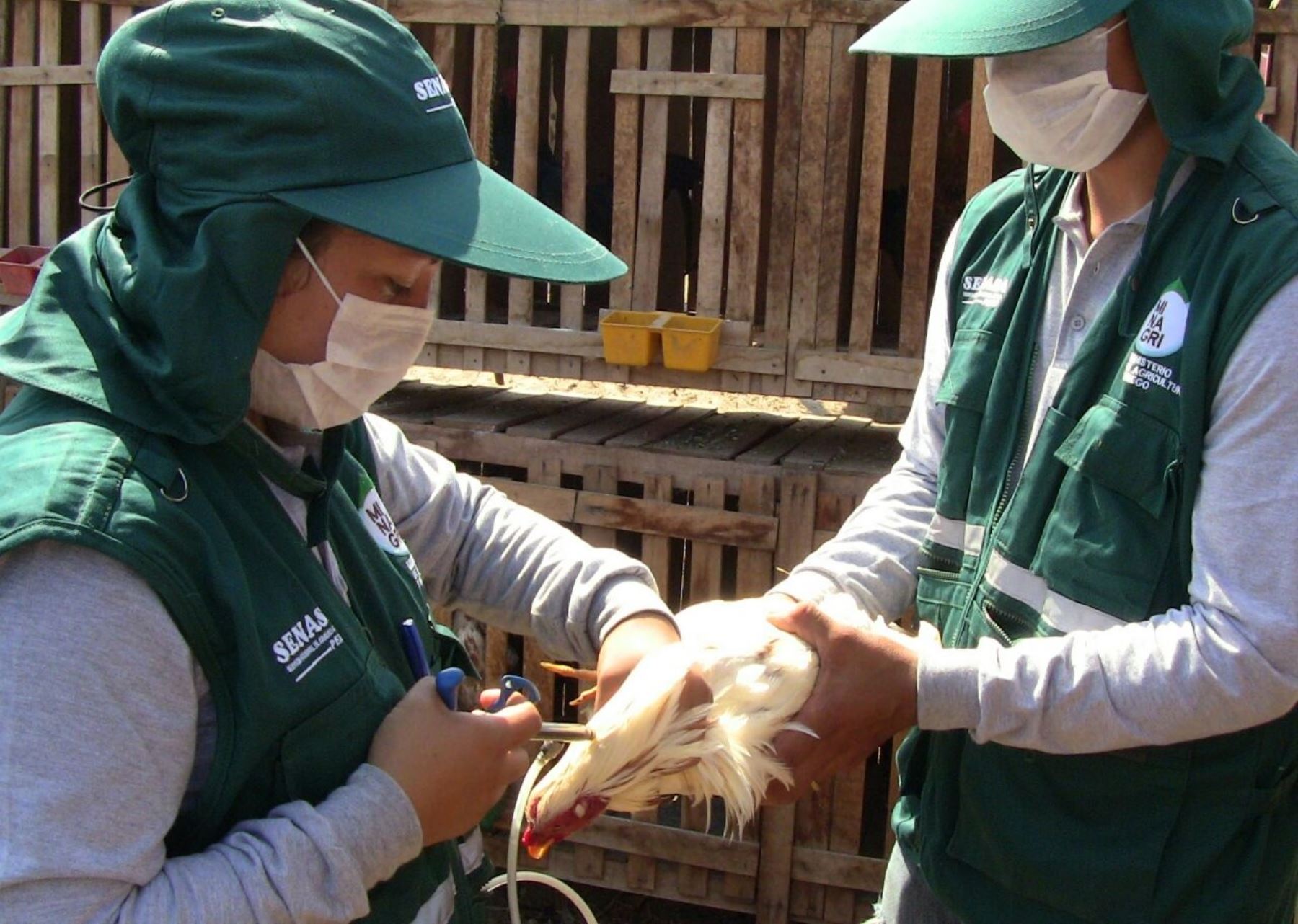 Especialistas del Senasa capacitarán a ganaderos de Sullana, en Piura, en vigilancia sanitaria y manejo de plaguicidas. ANDINA