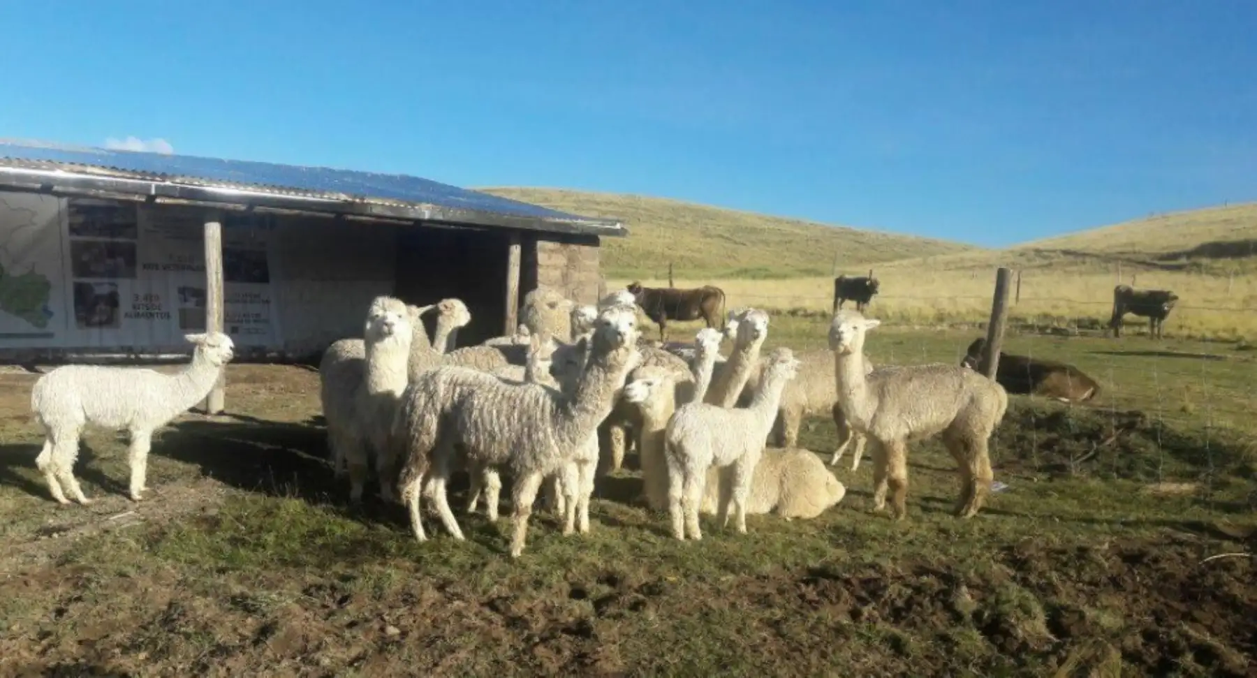 ANDINA/Difusión