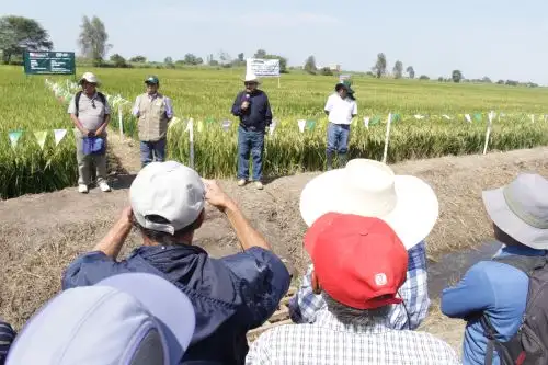 INIA capacita a más de 400 productores de arroz de Lambayeque y La Libertad. ANDINA