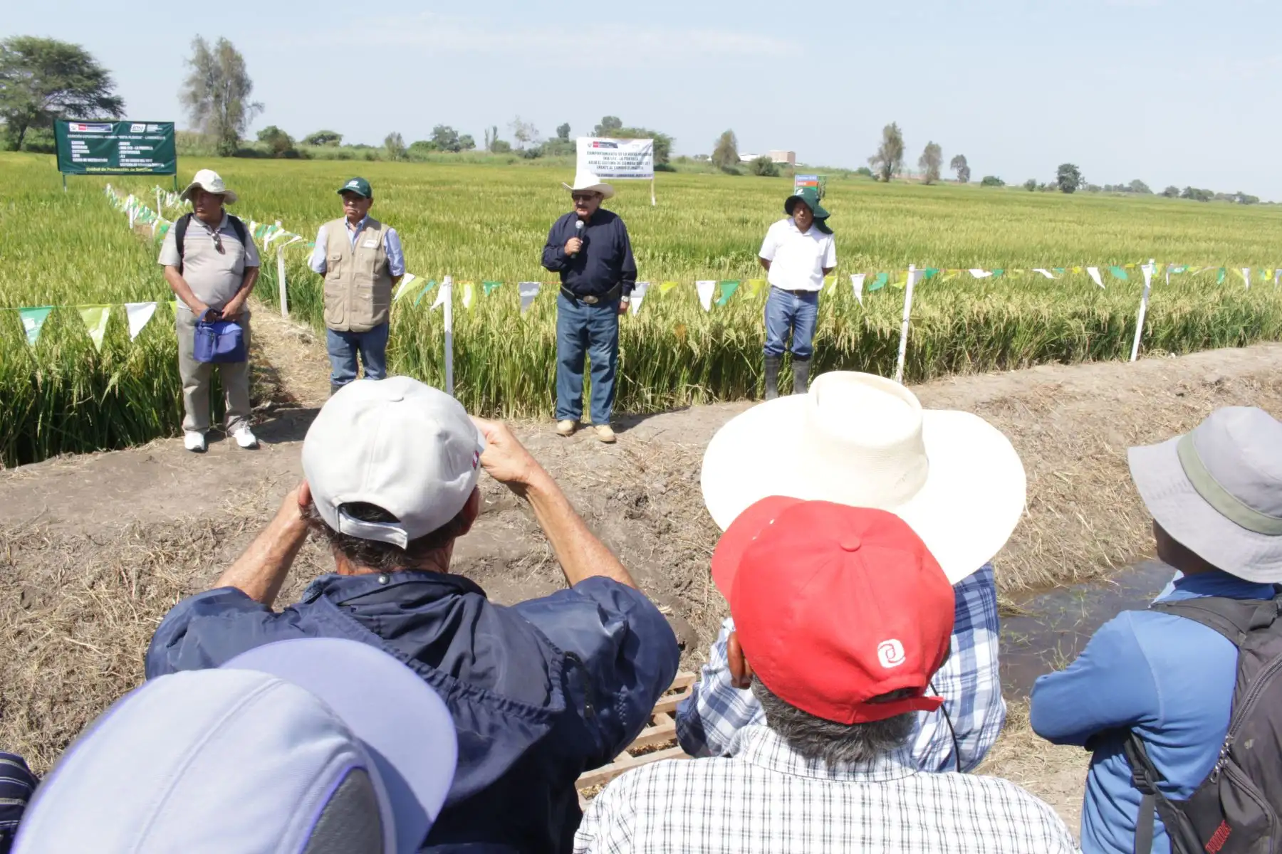 INIA capacita a más de 400 productores de arroz de Lambayeque y La Libertad. ANDINA