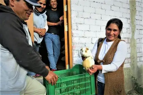 Cabe indicar que la crianza de cuyes es una labor productiva que beneficia a cientos de familias de la costa y sierra.