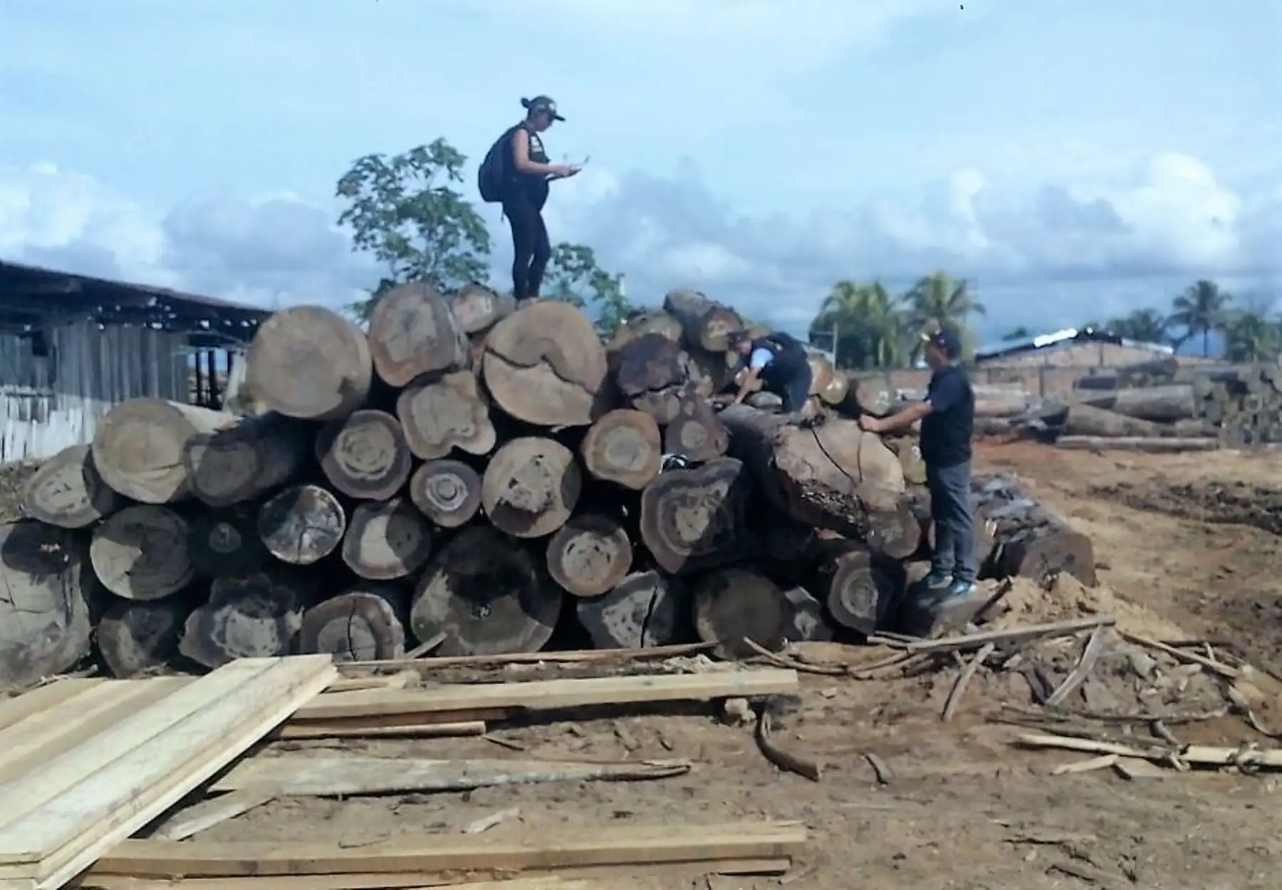 Policía incauta 1.5 millones de pies tablares de madera tras operativos en la región Loreto.