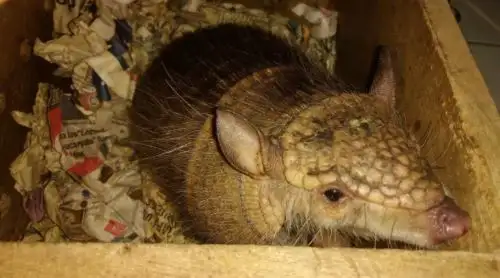 Armadillo o quirquincho (Chaetophractus nationi).