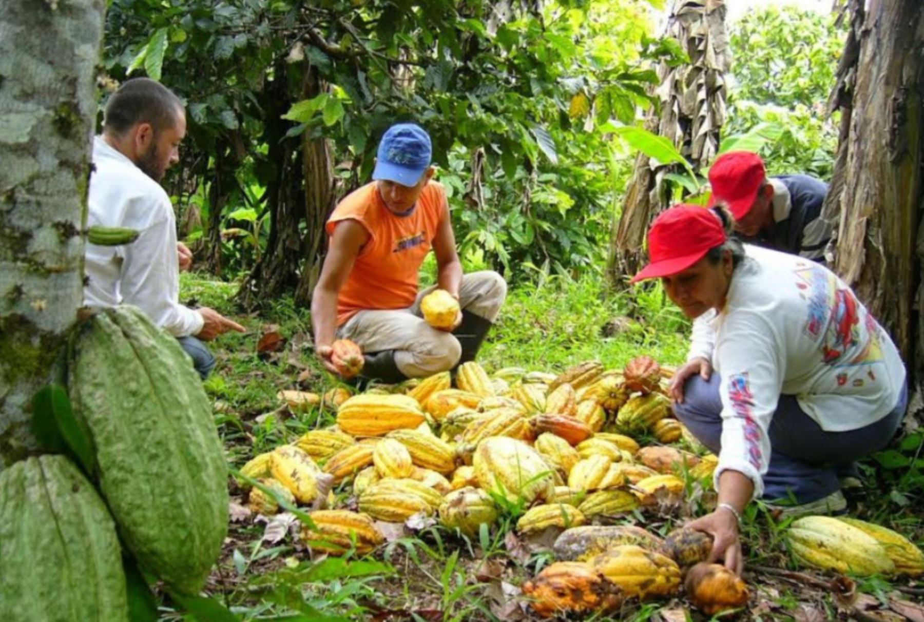 Perú es segundo productor de cacao orgánico en el mundo, según Appcacao