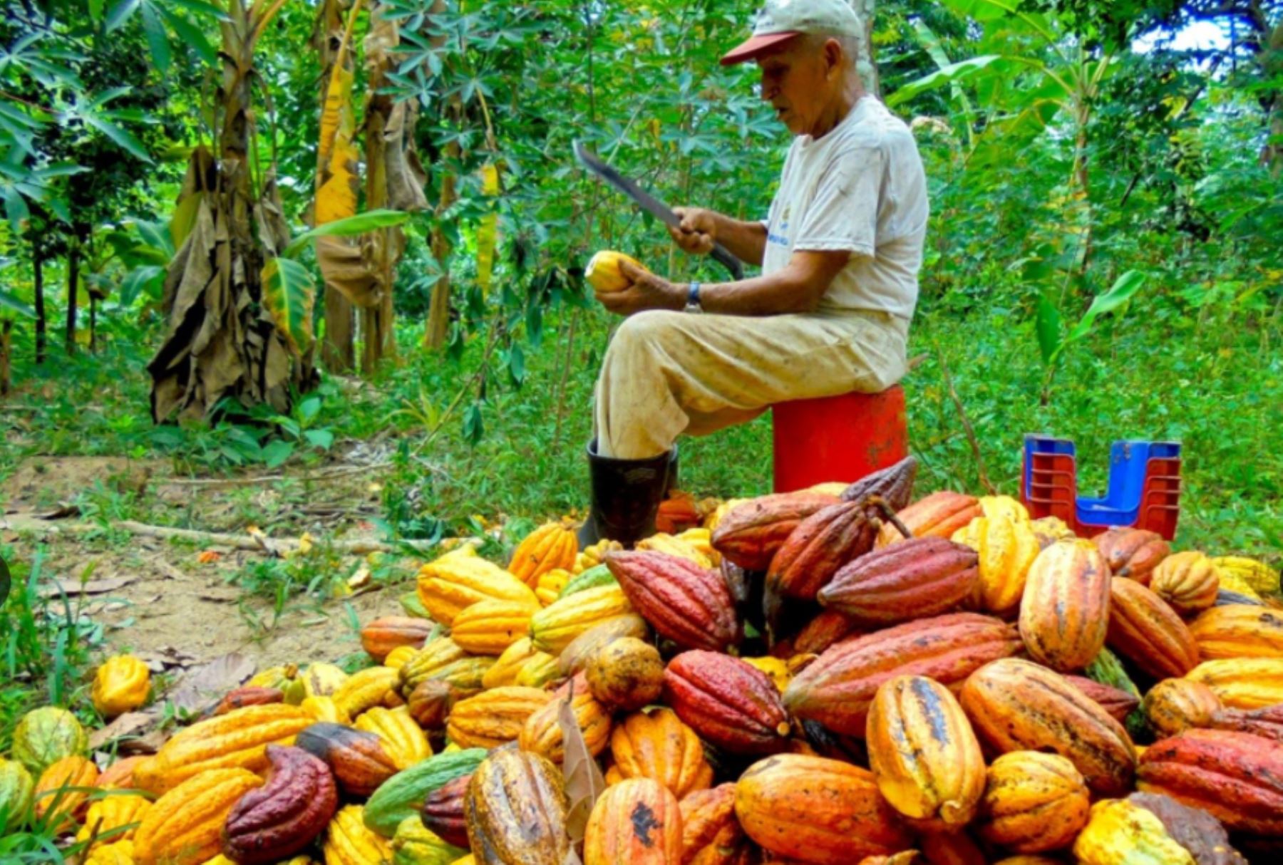 Producción de cacao alcanza récord histórico en Perú con 108,000 toneladas
