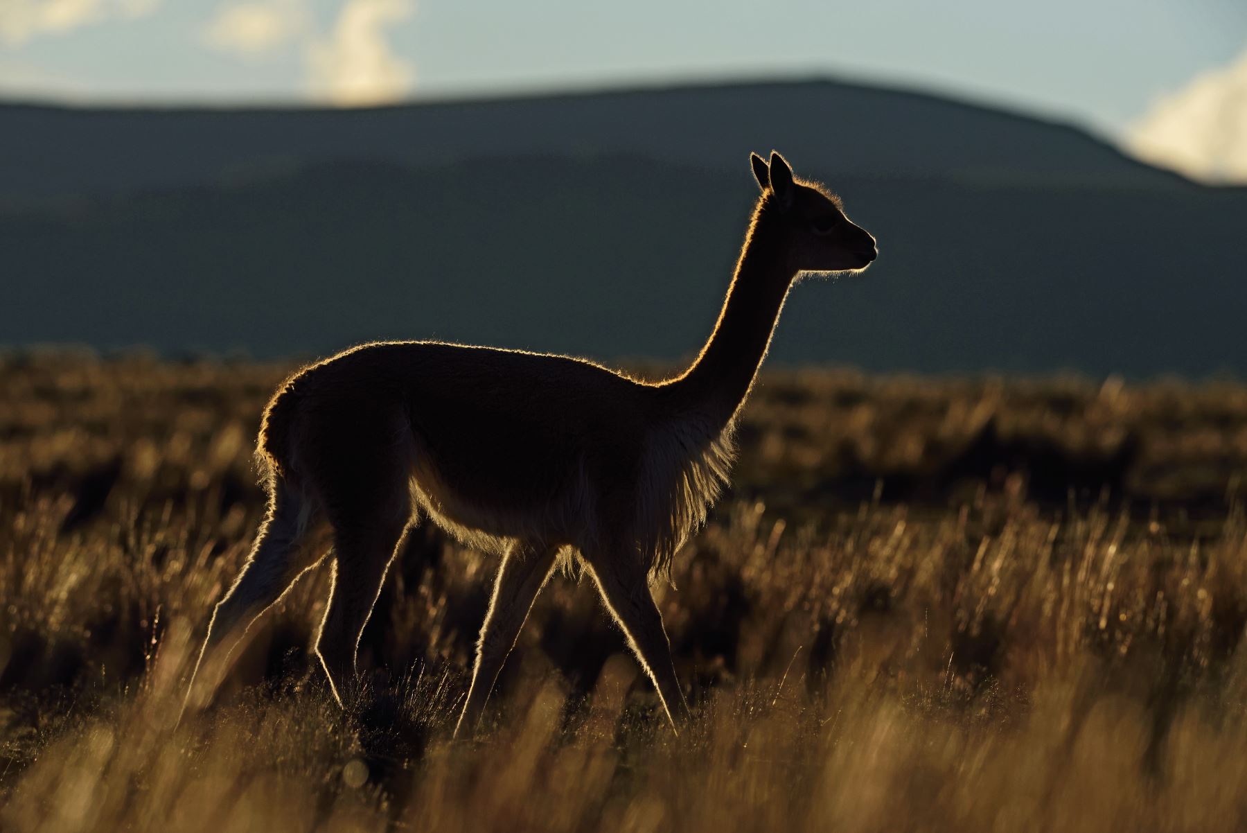 La conservación de la vicuña es el objetivo central de la Reserva Nacional Pampa Galeras Bárbara D´Achille. ANDINA/Difusión