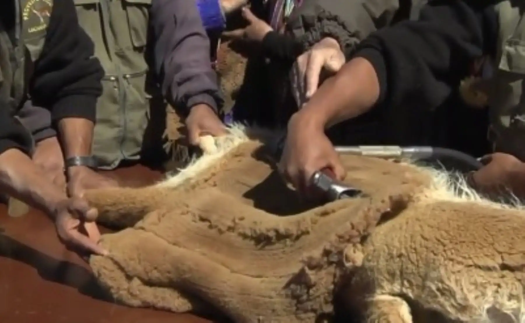 Esquila de vicuña en ceremonia por el 50 aniversario de creación de la Reserva Nacional Pampa Galeras Bárbara D