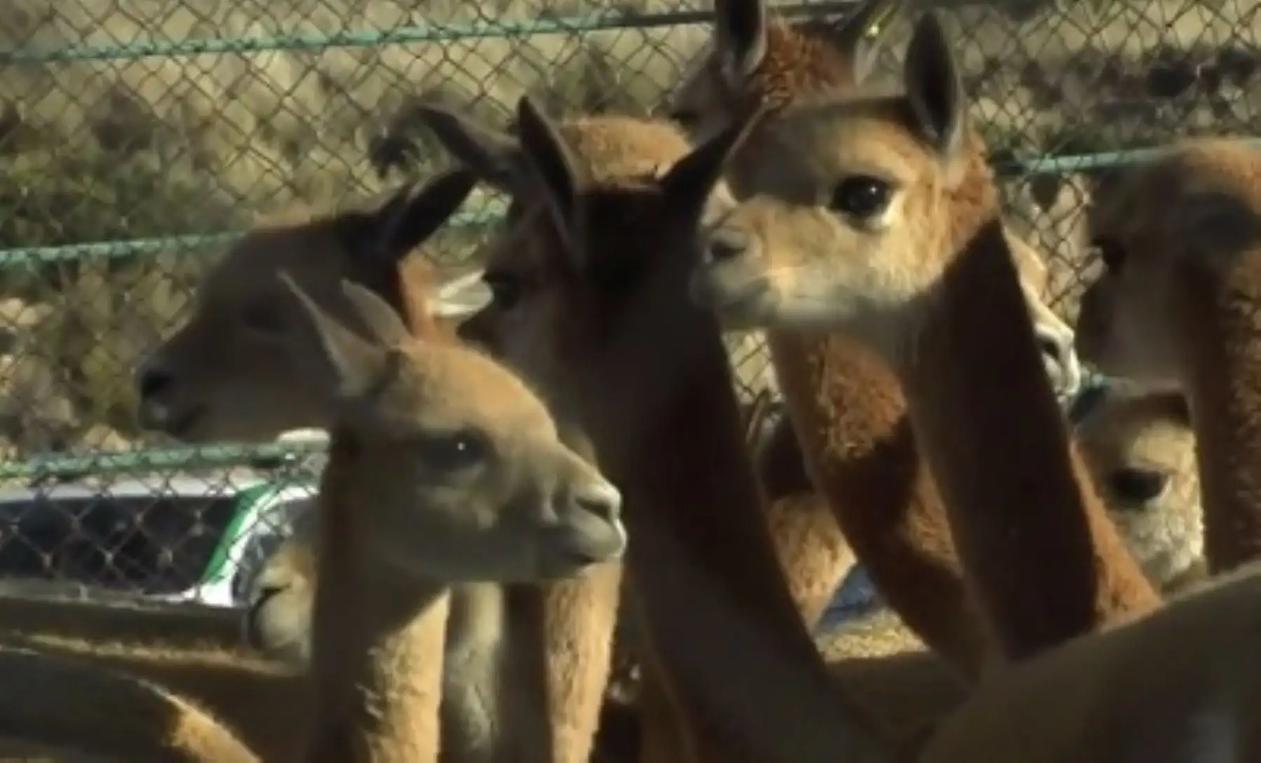 Vicuñas de la Reserva Nacional Pampa Galeras Bárbara de D