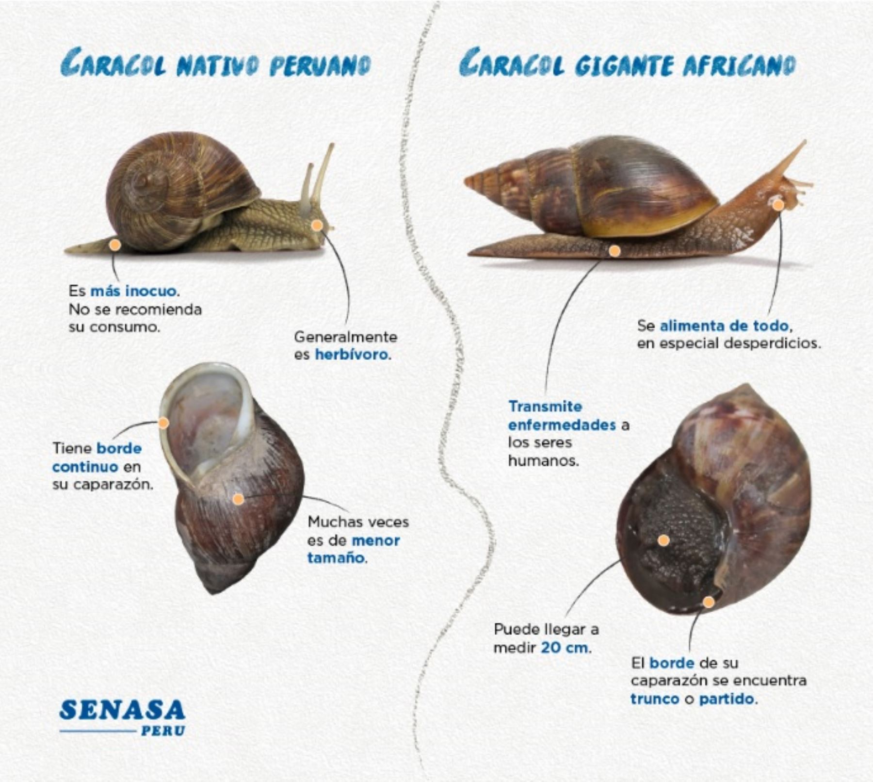 Diferencias entre el caracol común y el caracol gigante africano, según el Servicio Nacional de Sanidad Agraria (Senasa).