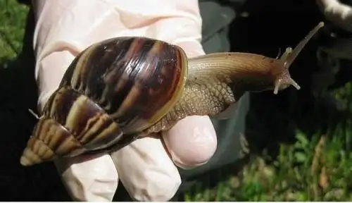 El Servicio Nacional de Sanidad Agraria (Senasa) recomendó que para evitar afectaciones a la salud por causa del caracol gigante africano se debe  proteger las manos con guantes de látex o bolsas plásticas.