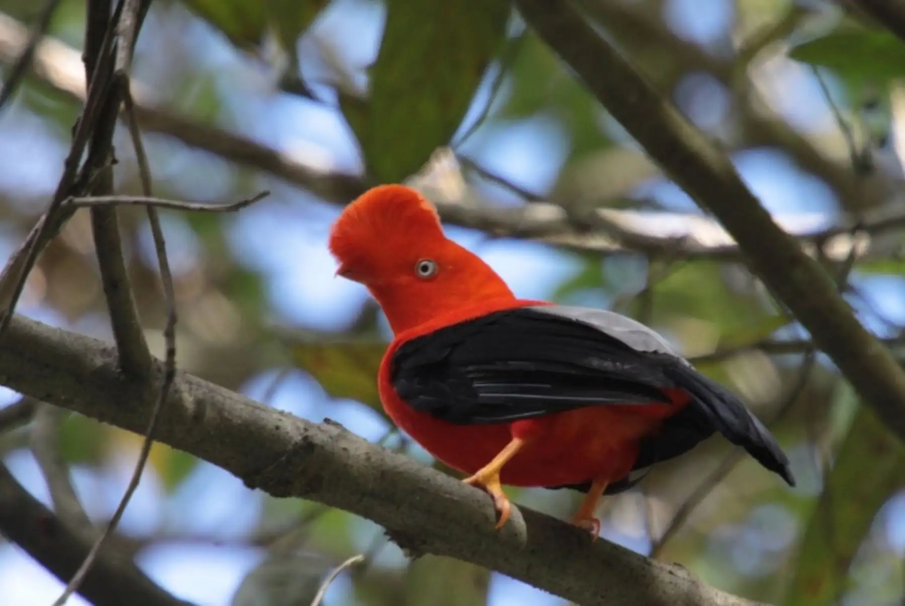 El gallito de las rocas es el ave nacional del Perú. Foto: ANDINA/Difusión.