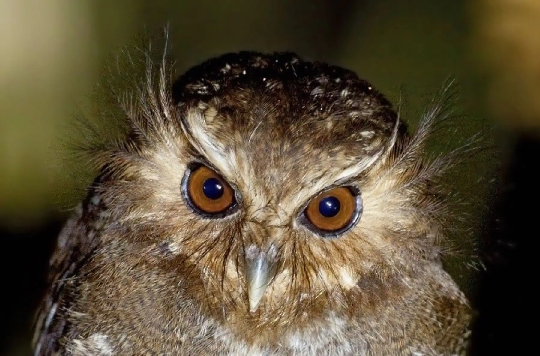 El gran potencial ecoturístico del Perú y sus extraordinarios escenarios para el avistamiento de aves quedaron evidenciados nuevamente en el Global Big Day 2017, al ocupar el segundo lugar en este certamen internacional con 1,338 especies avistadas.