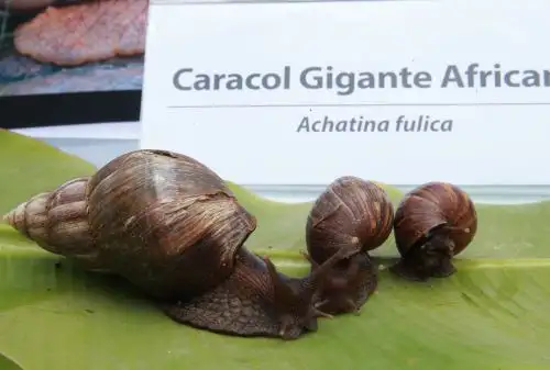 El caracol africano es una especie invasora que amenaza el ecosistema de Perú y las autoridades buscan la manera de erradicarlo. Foto: ANDINA/Jhony Laurente.