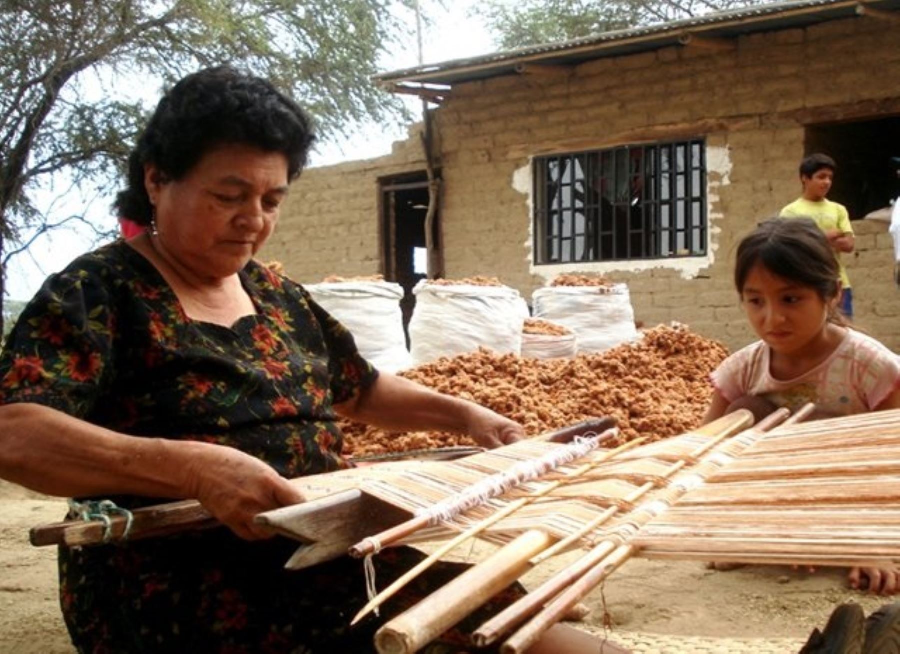 Constituyen mesa de concertación del algodón nativo en Lambayeque. ANDINA