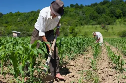 Agricultura peruana registra crecimiento permanente ANDINA/archivo