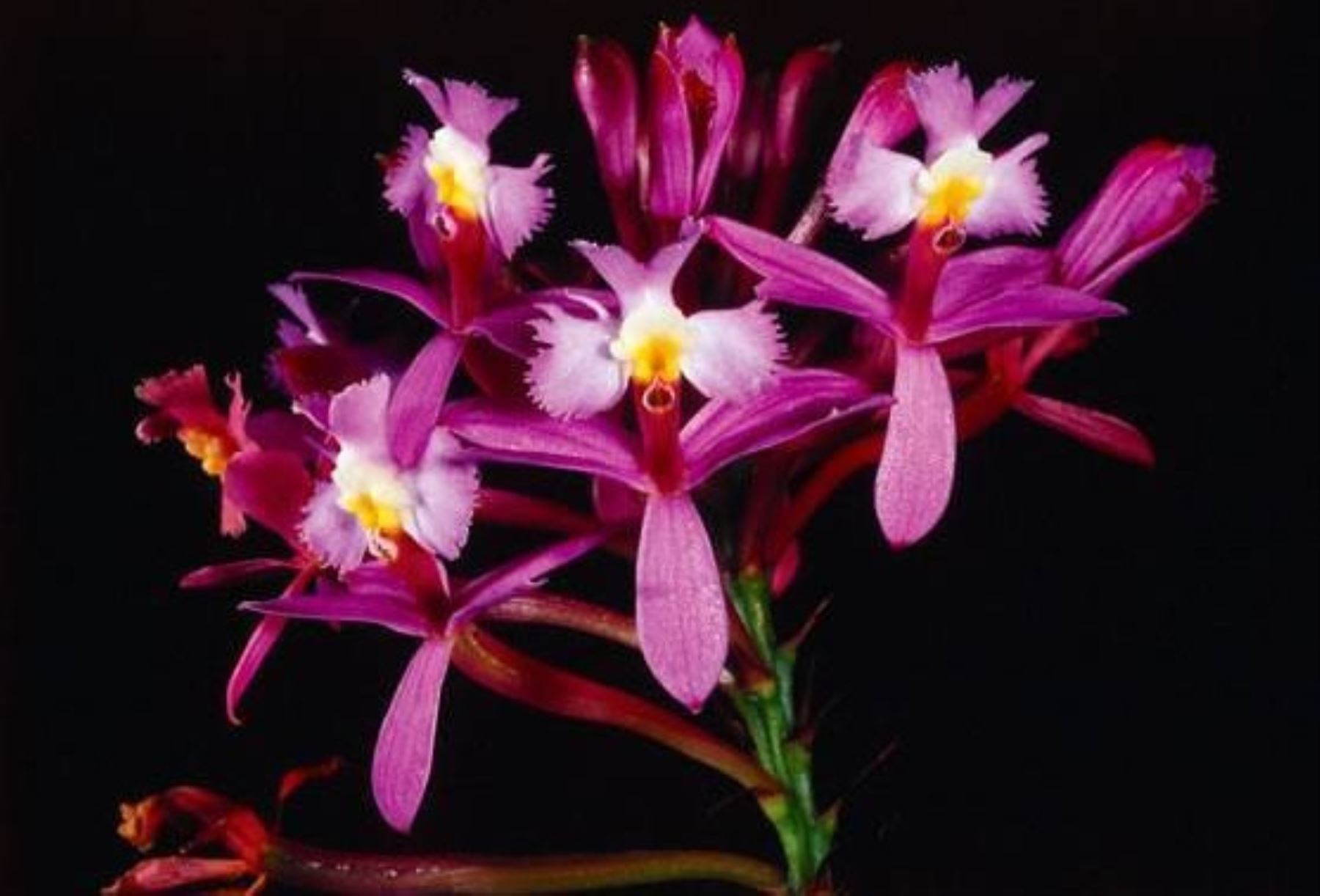 Orquídea "Epidendrum secundus", una de las 425 especies que existen en el santuario histórico de Machu Picchu.