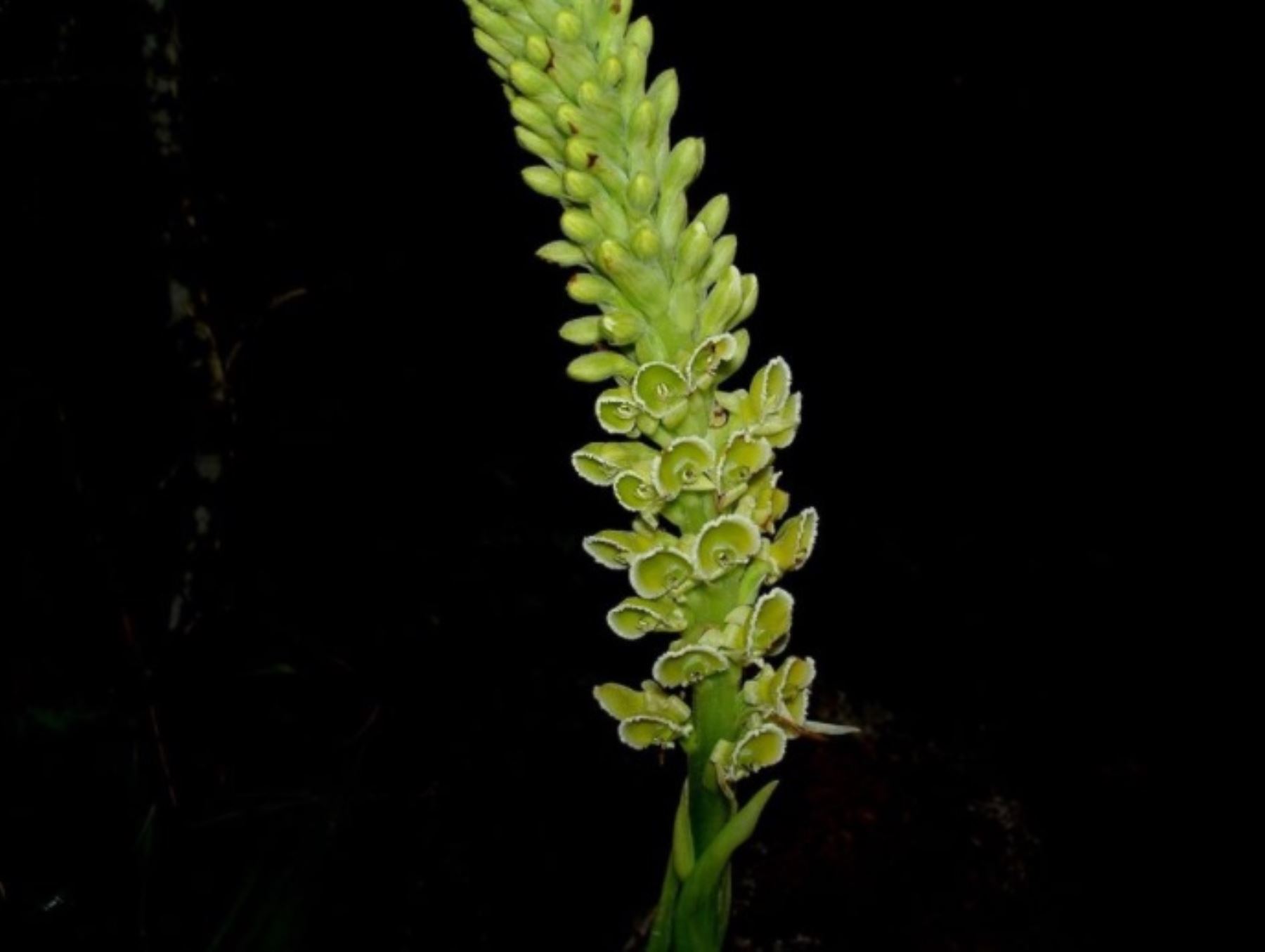 Orquídea "Altenstenia fimbriata", una de las 425 especies que existe en el santuario histórico de Machu Picchu.