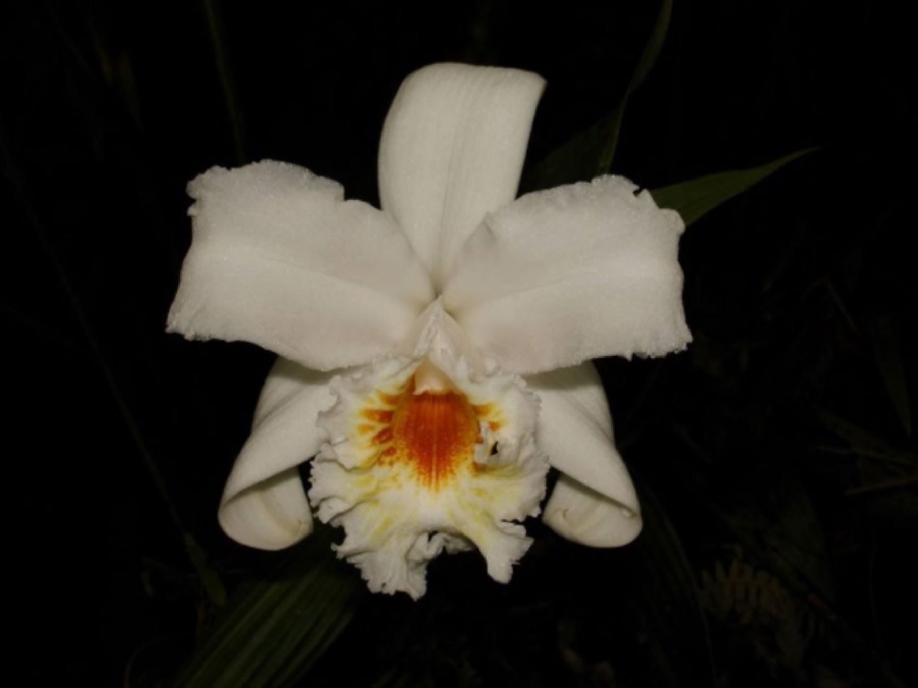 Orquidea "Sobralia virginalis", una de las 425 especies que existen en el santuario histórico de Machu Picchu.