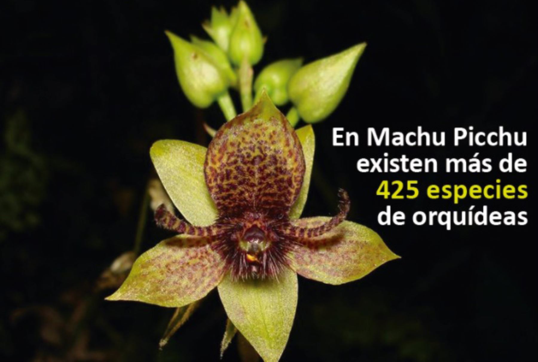 En el santuario histórico de Machu Picchu existen más de 425 especies de orquídeas, algunas de ellas oriundas de esta área natural protegida por el Estado.