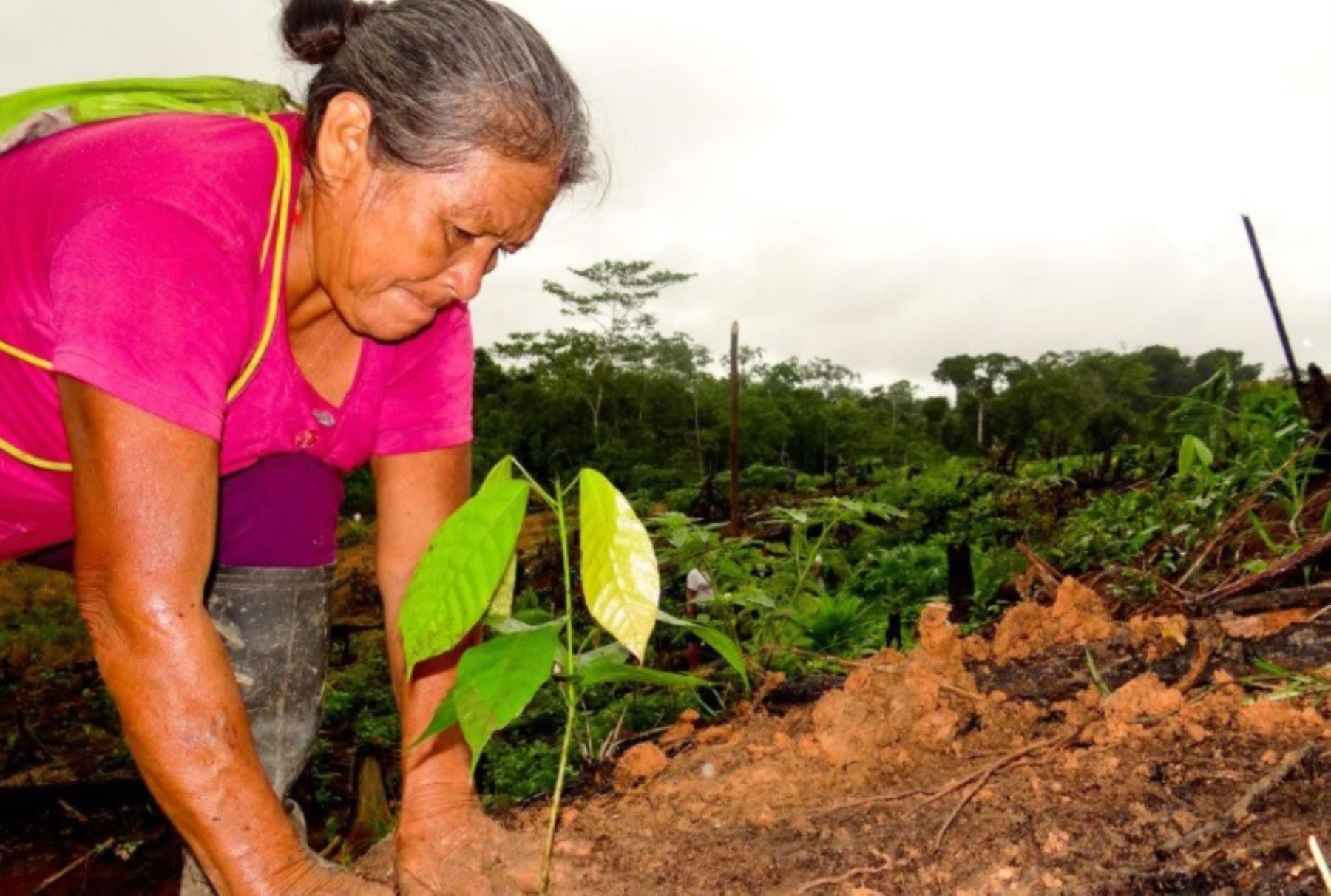 La erradicación de la hoja de coca ilegal irá de la mano con la implementación de cultivos alternativos, sostiene Devida.
