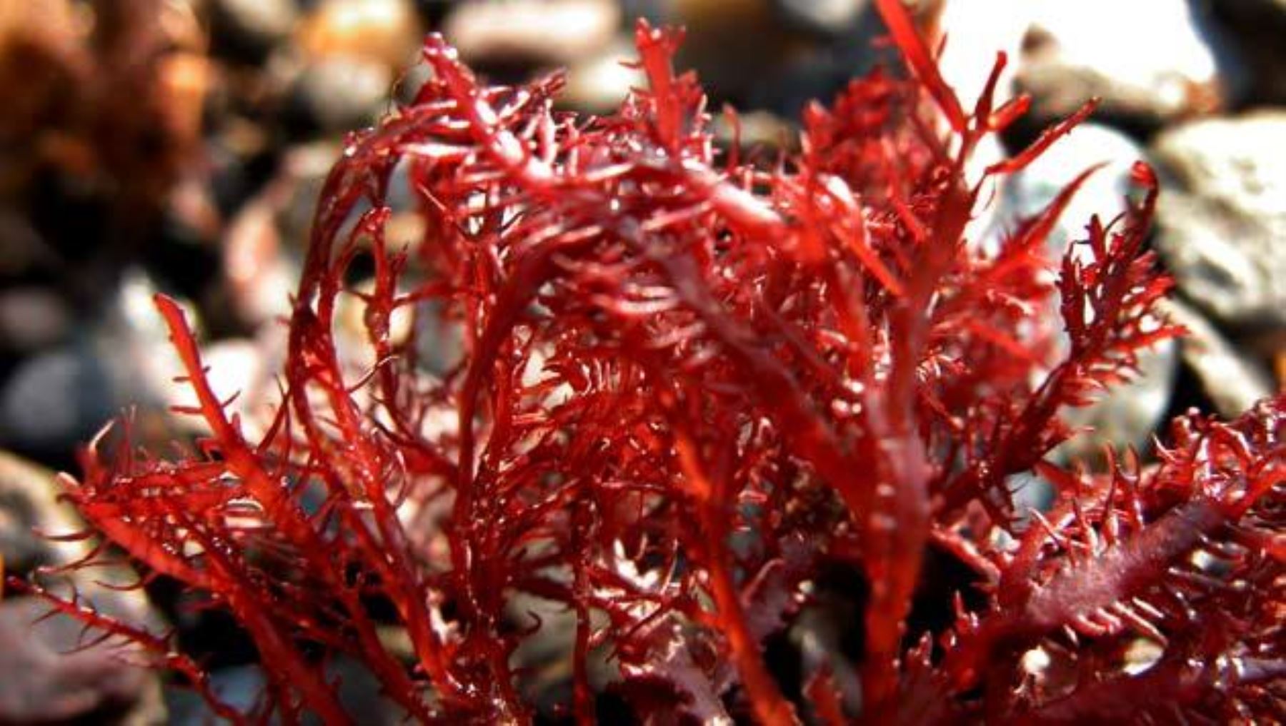 Alga roja de la cual proviene la carragenina. Foto: Internet