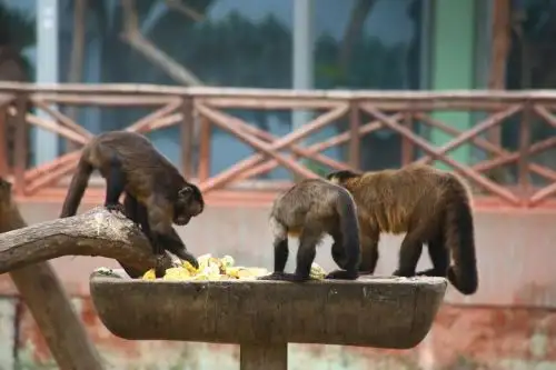 En el Parque de Las Leyendas los animales están protegidos de las bajas temperaturas. ANDINA/Difusión