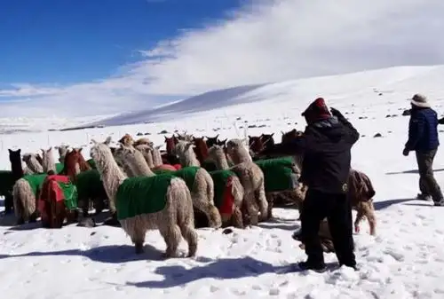 Continúan las heladas en zona de la sierra sur y central ANDINA/Difusión