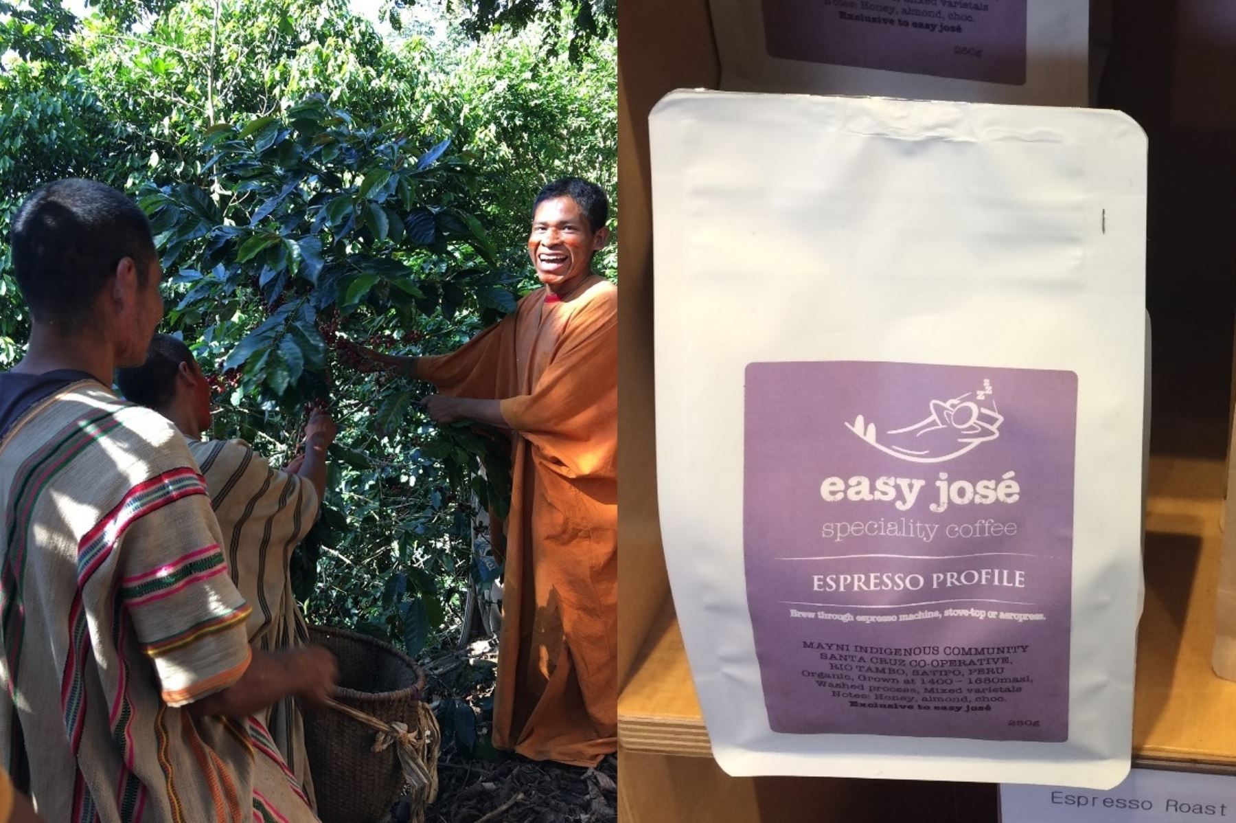 Comunidad de Satipo exporta café de bosques conservados a Inglaterra. ANDINA/Difusión
