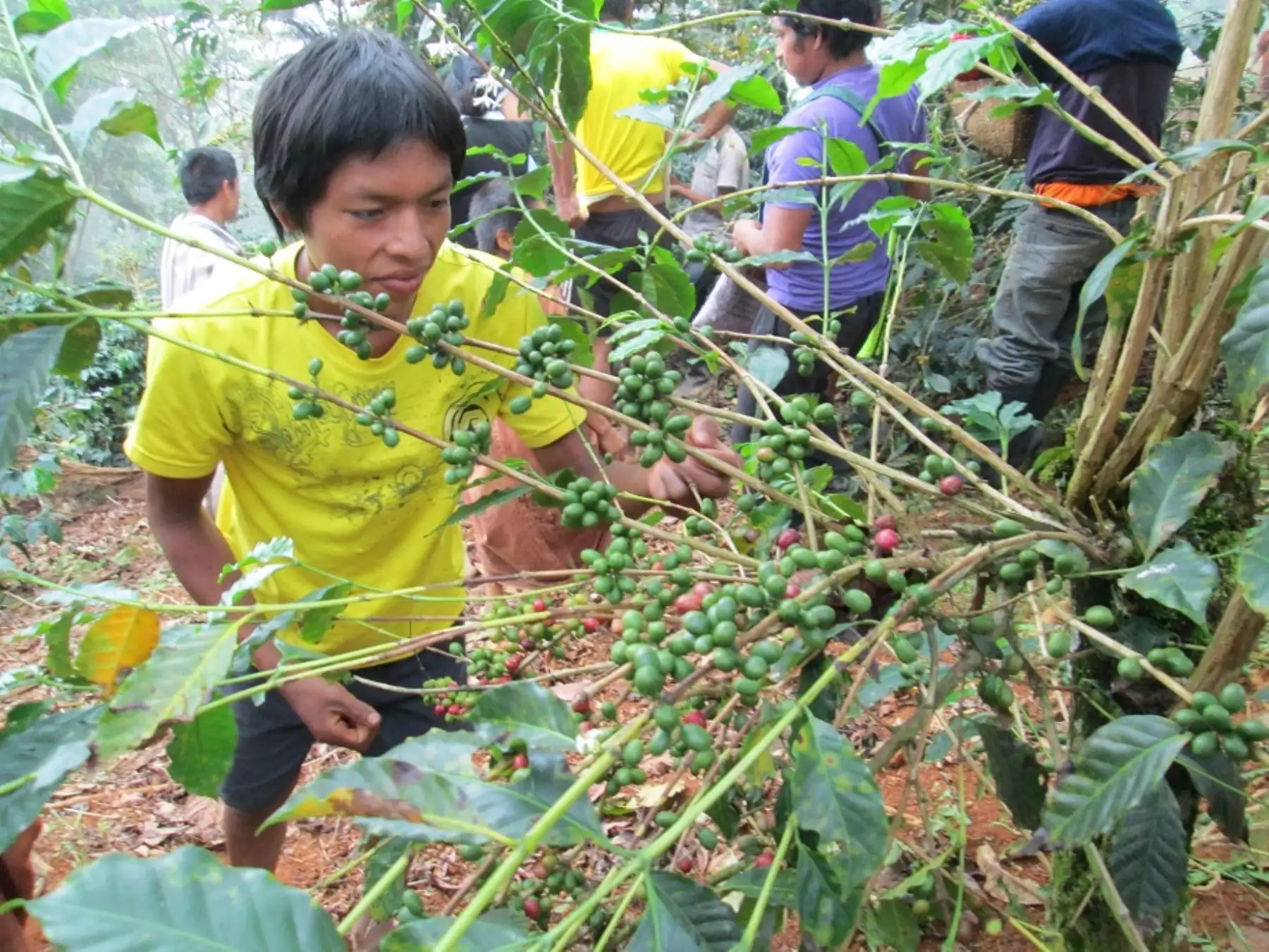 Comunidad de Satipo exporta café de bosques conservados a Inglaterra. ANDINA/Difusión