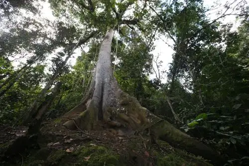Hoy se celebra el Día del Árbol y es necesario saber cuál es la importancia de sembrar, reforestar y conservar los árboles en el territorio peruano y en el planeta. ANDINA/archivo
