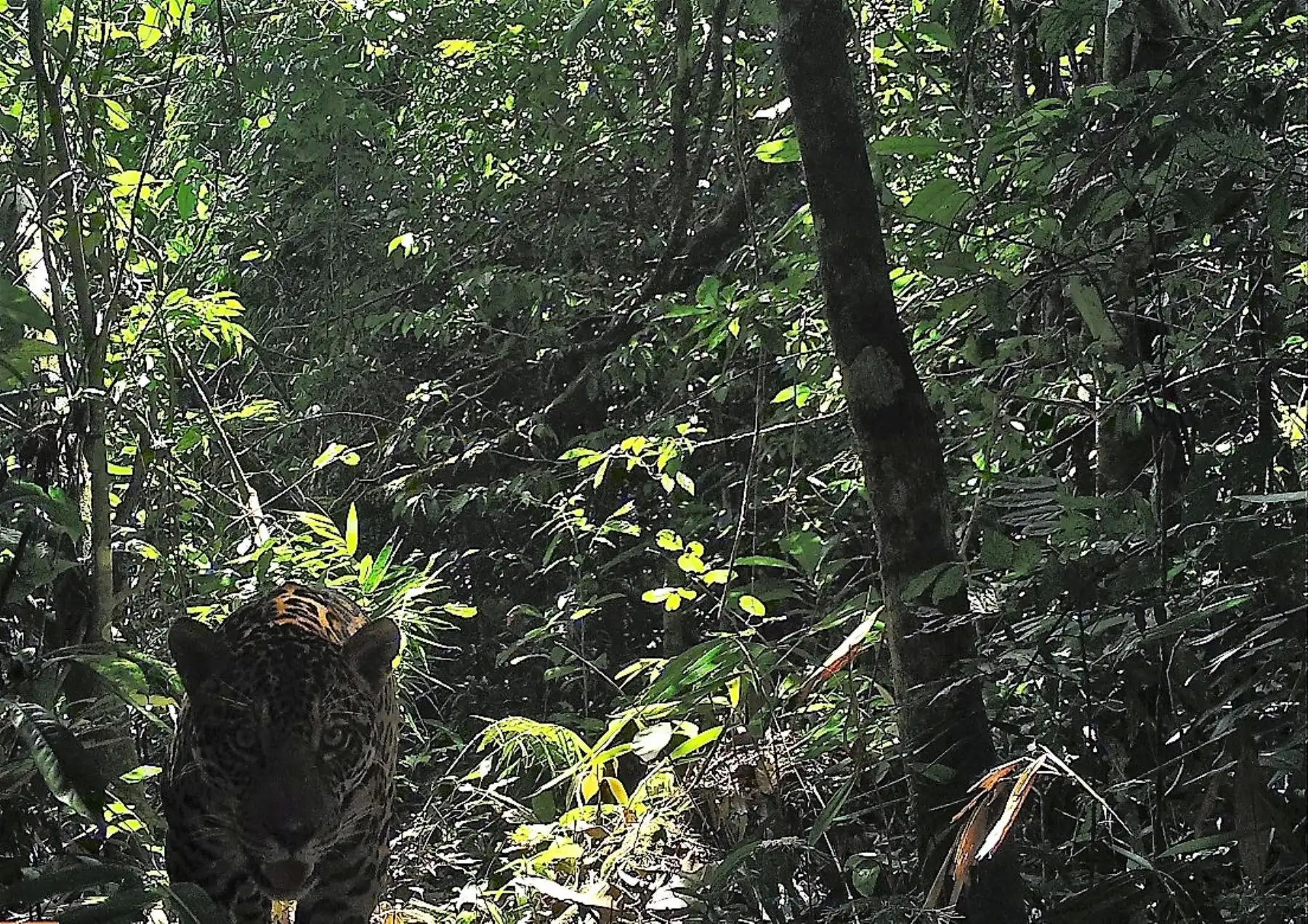 Cámaras trampa captan imágenes de puma y otorongo en interior del Parque Nacional del Río Abiseo, en San Martín.