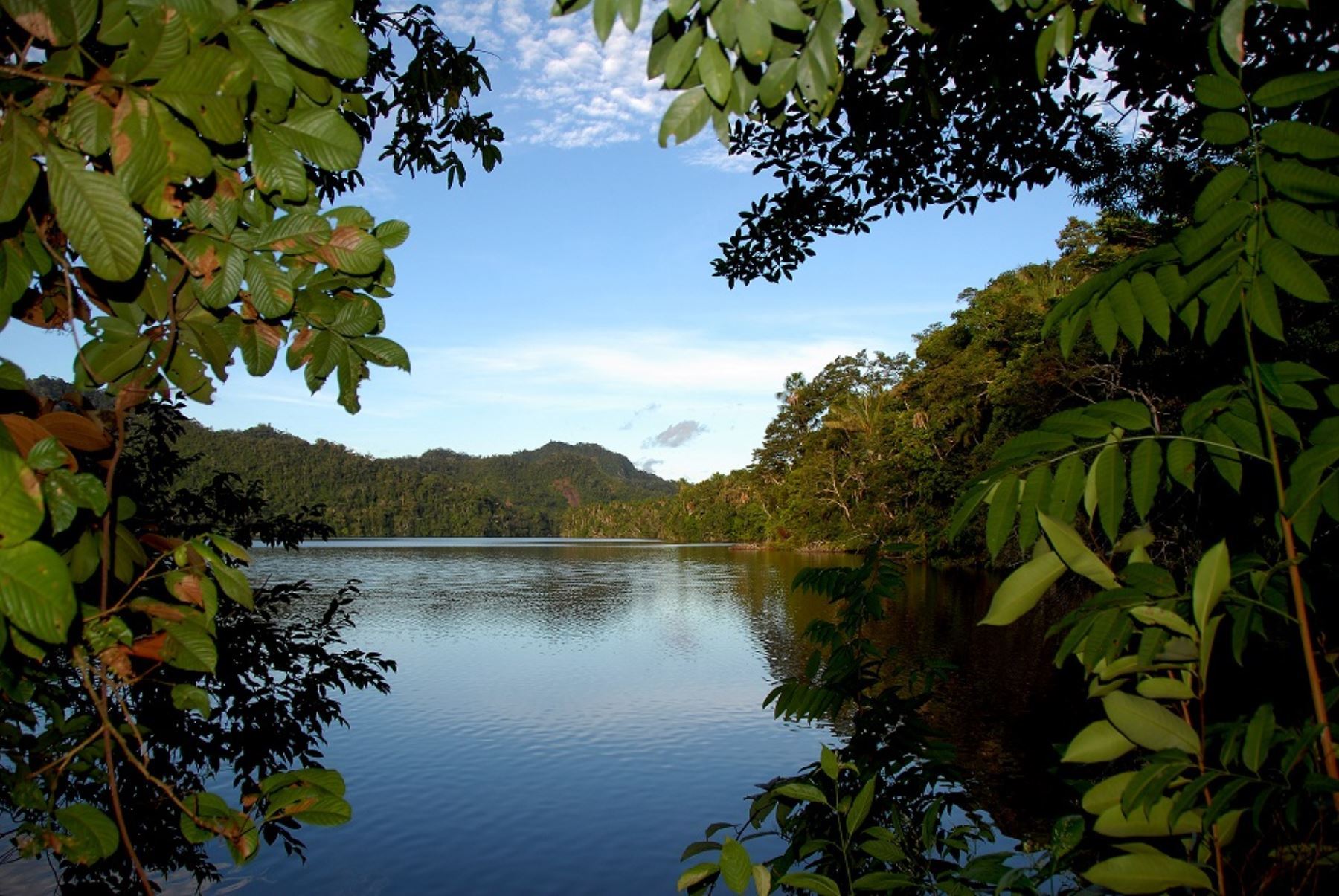 Día Internacional de los Bosques Tropicales: conozca 5 datos de los bosques del Perú.