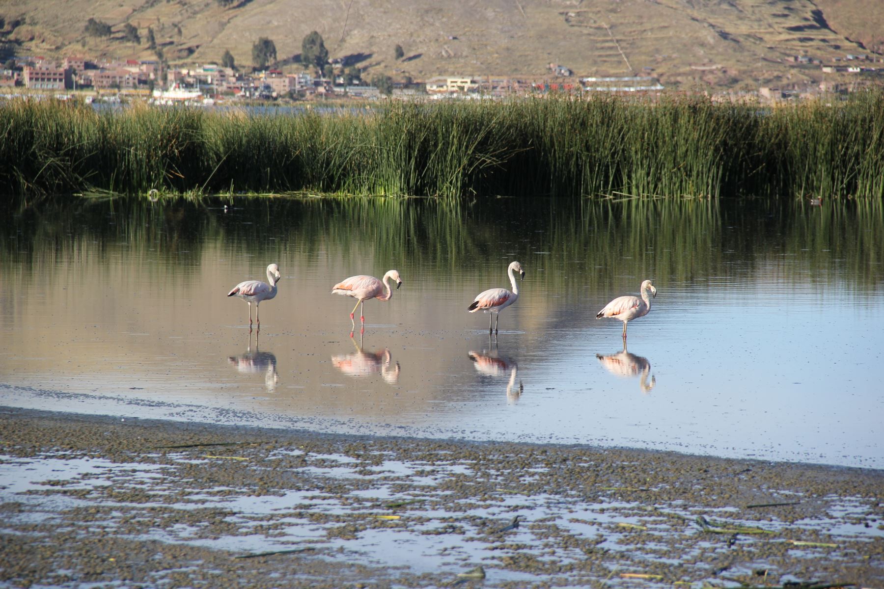 Ministerio del Ambiente plantea integrar proyectos de recuperación ambiental del lago Titicaca. ANDINA