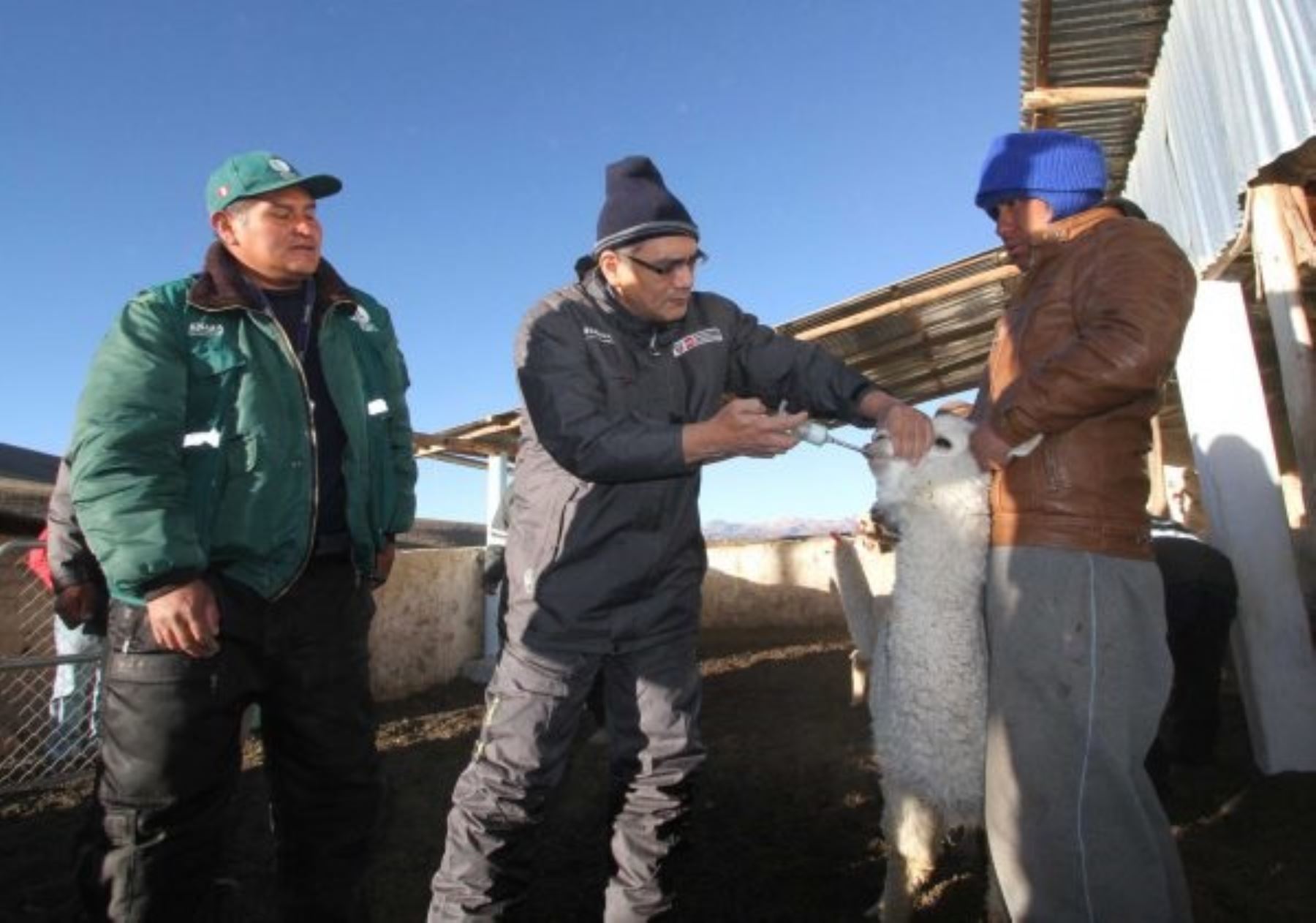 Como parte de las actividades desarrolladas para enfrentar las heladas y el friaje en Puno, el Ministerio de Agricultura y Riego (Minagri) realizó una jornada de vacunación a más de 3,000 animales en cinco comunidades del distrito de Capazo en esa región.