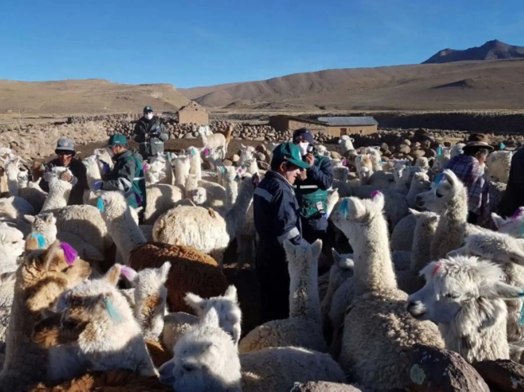 Arequipa distribuirá 22,000 pacas de heno para evitar mortandad de alpacas.Foto:  ANDINA/Difusión.