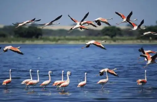 La parihuana es una de las tres especies de flamencos que existen en el Perú y una de las que migra comúnmente desde los altos Andes hasta la Costa.