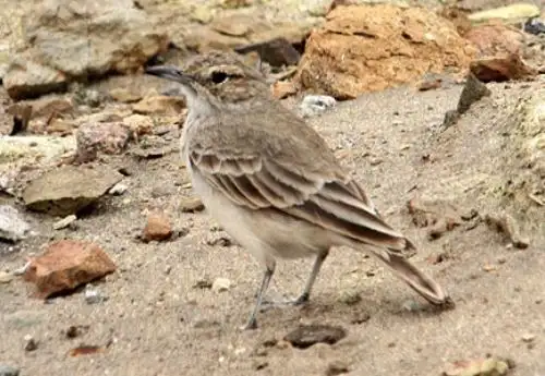 El minero peruano (Geositta peruviana), ave endémica de Perú) fue estudiado por biólogos de la Universidad de San Marcos.  ANDINA/Difusión