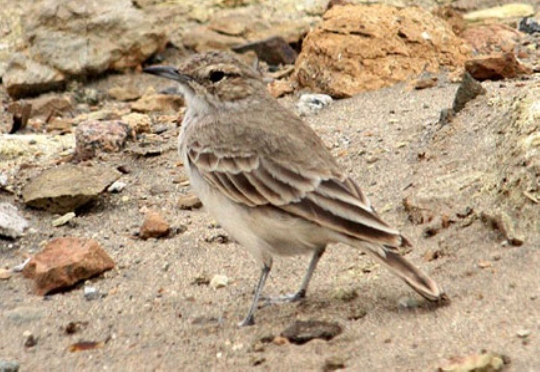 El minero peruano (Geositta peruviana), ave endémica de Perú) fue estudiado por biólogos de la Universidad de San Marcos.  ANDINA/Difusión