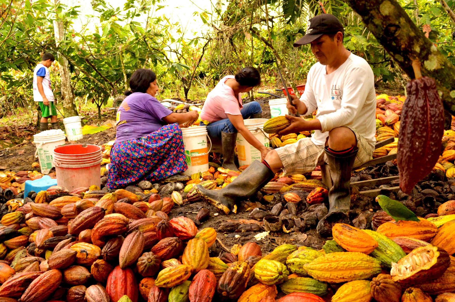 Productores de cacao y café. ANDINA/Difusión