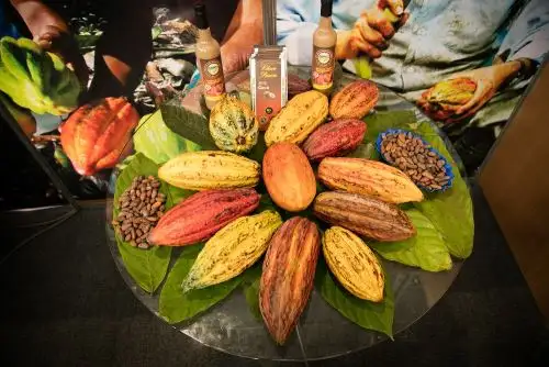 Foto: Cacao