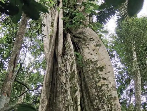 La zonificación forestal define las alternativas de uso del recurso forestal y de fauna silvestre y se aplican con carácter obligatorio.