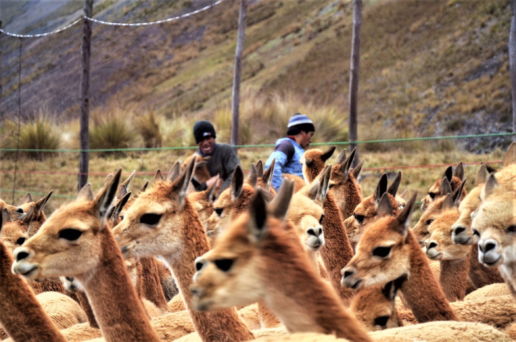 Los visitantes apreciaron a las vicuñas, especie emblemática del país, las cuales ingresaron a los embudos de mallas donde se realizó la esquila.