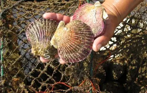 Concha de abanico. Foto: Cortesía Produce.