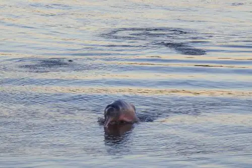 Realizan primer censo de delfines en ríos Huallaga y Marañón. Foto: Sebastián Castañeda/ WWF Perú