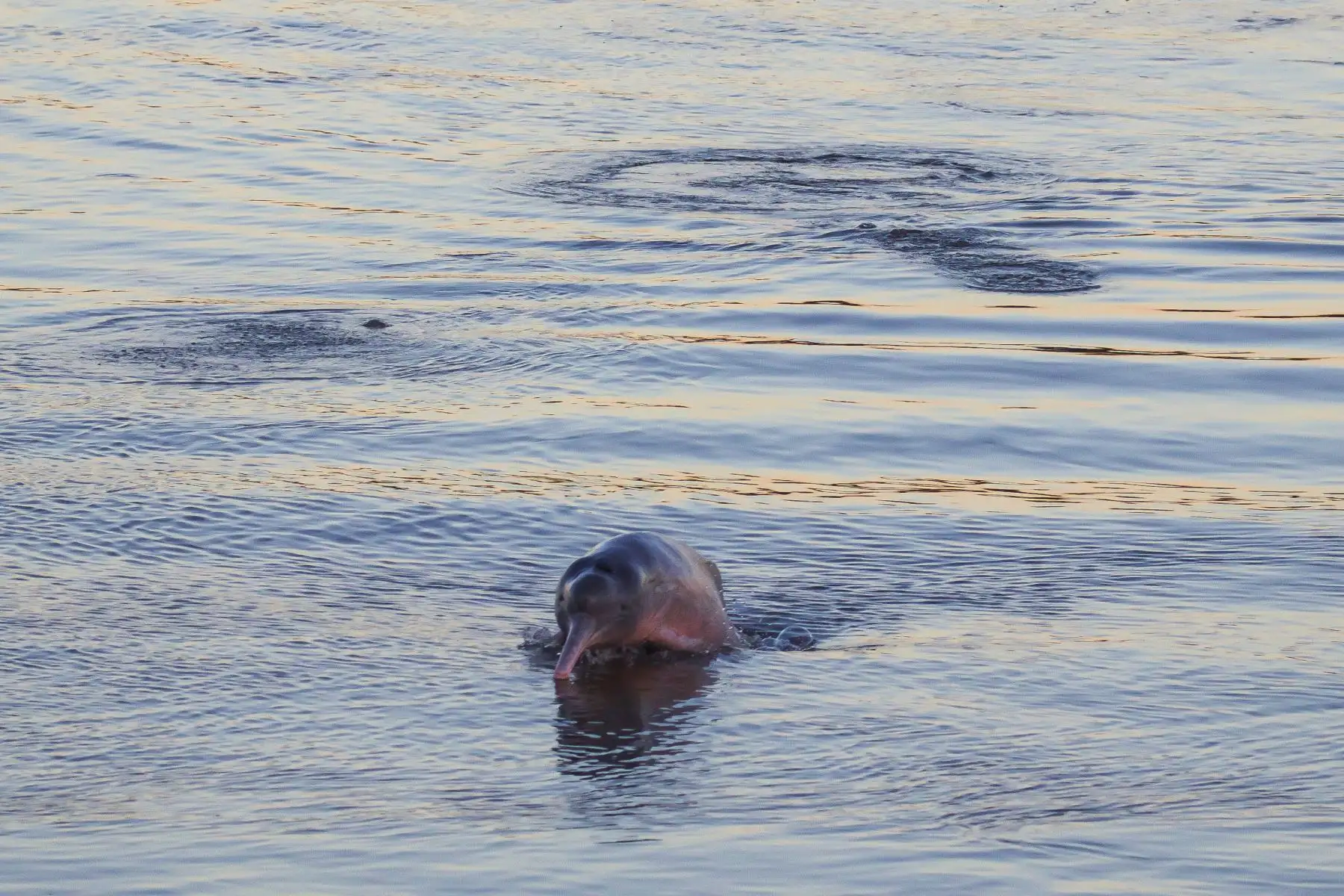 Realizan primer censo de delfines en ríos Huallaga y Marañón. Foto: Sebastián Castañeda/ WWF Perú