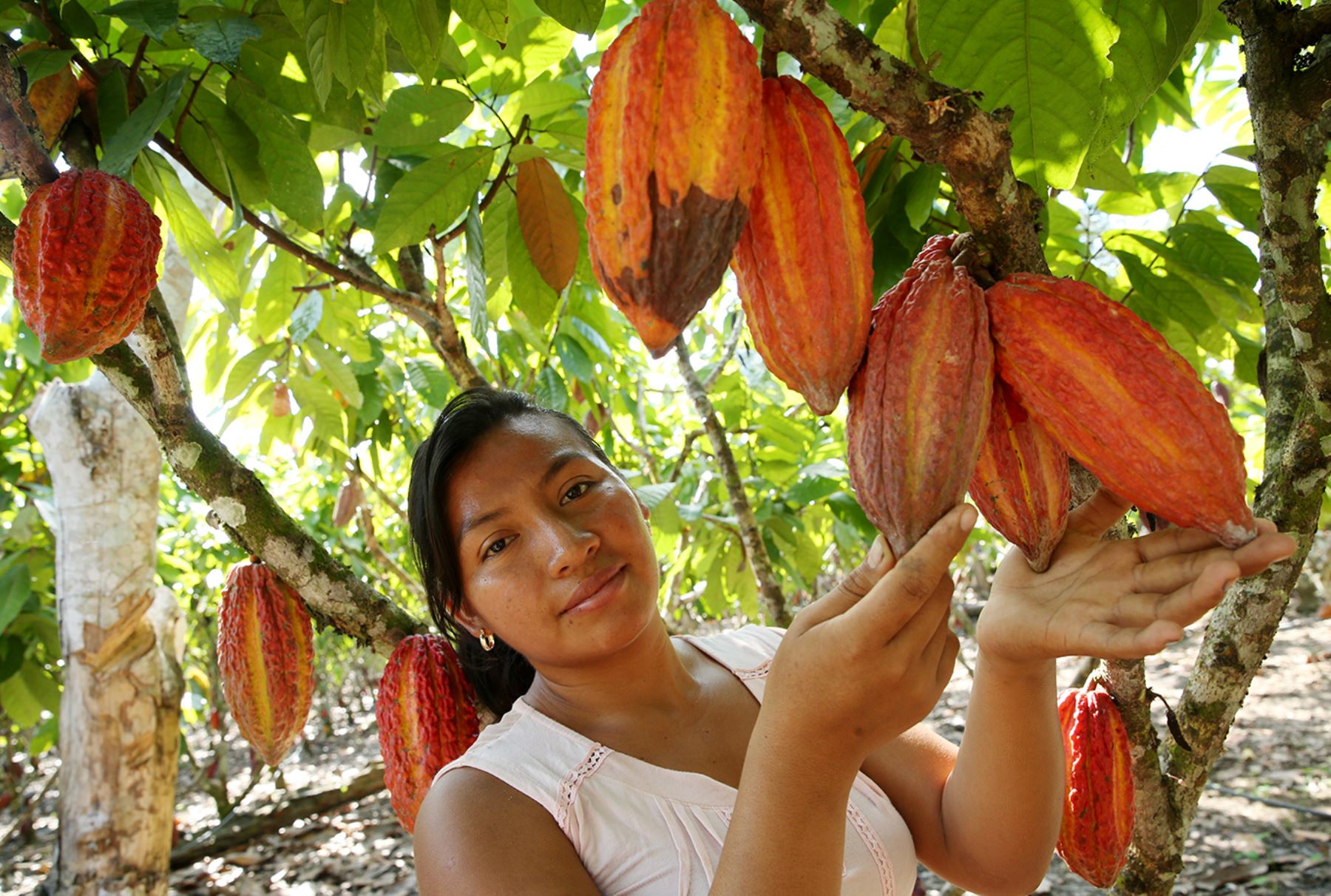 Cacao peruano. ANDINA/Melina Mejía