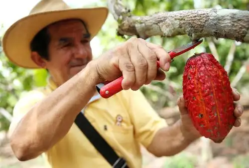 Proyectos de irrigación en San Martín buscan aumentar la productividad agraria. ANDINA/Melina Mejía