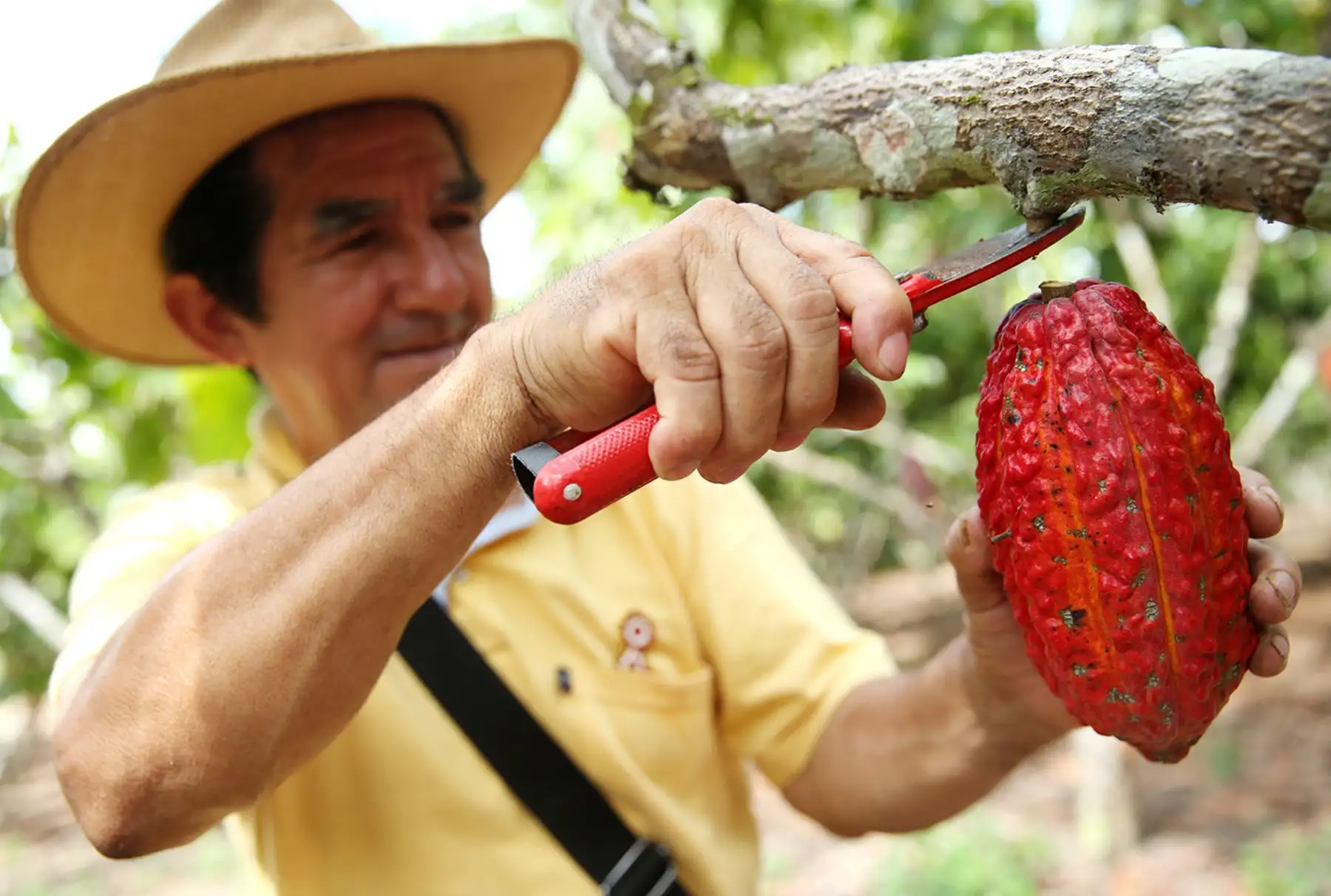 Proyectos de irrigación en San Martín buscan aumentar la productividad agraria. ANDINA/Melina Mejía